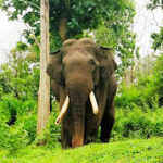 Wayanad Wildlife Sanctuary